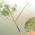 Dandelion Art Glass Window Film